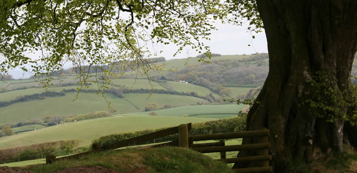 quantocks Exmoor Cottages dog friendly